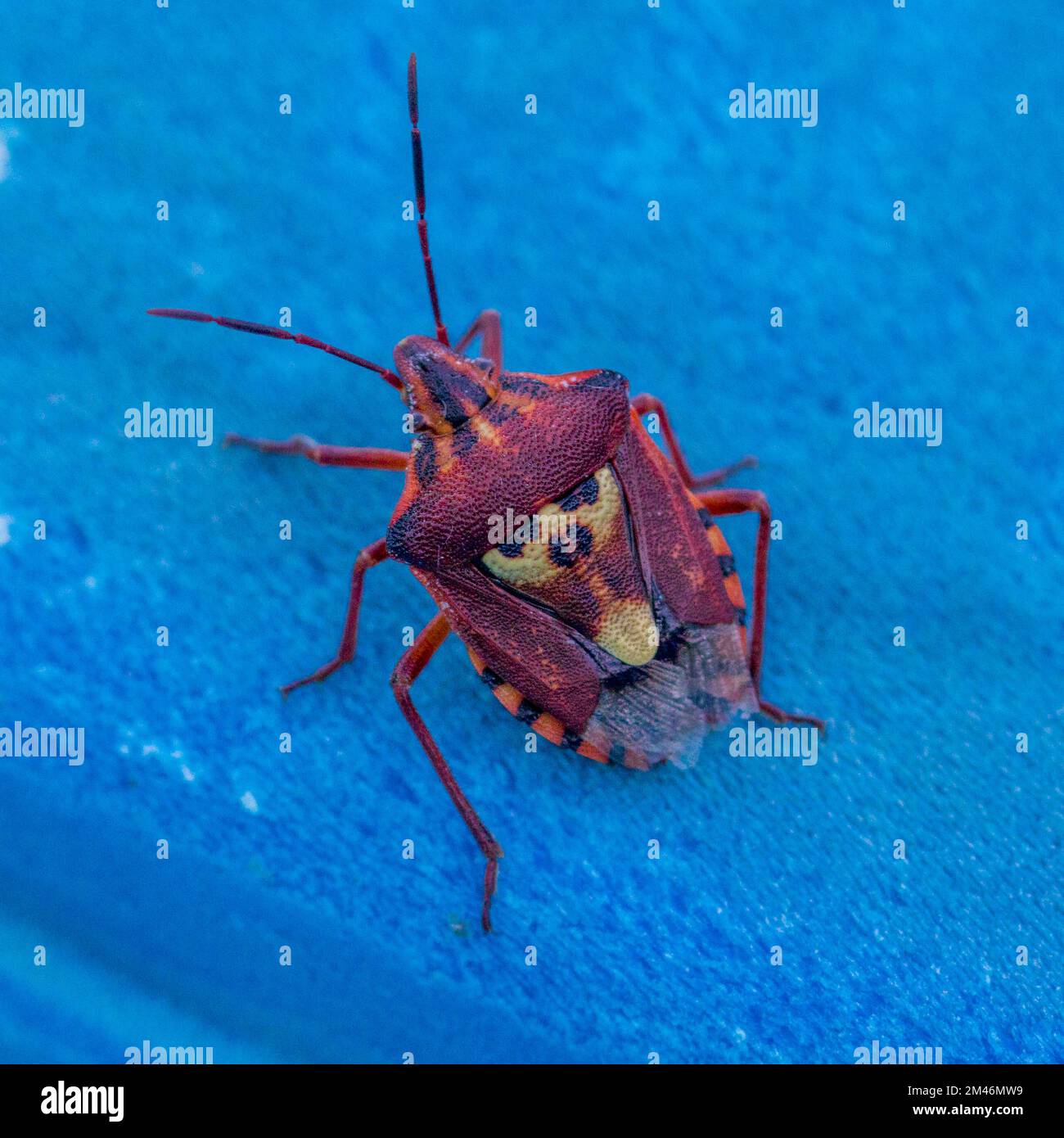 Codophila varia, Stink Bug Stock Photo Alamy