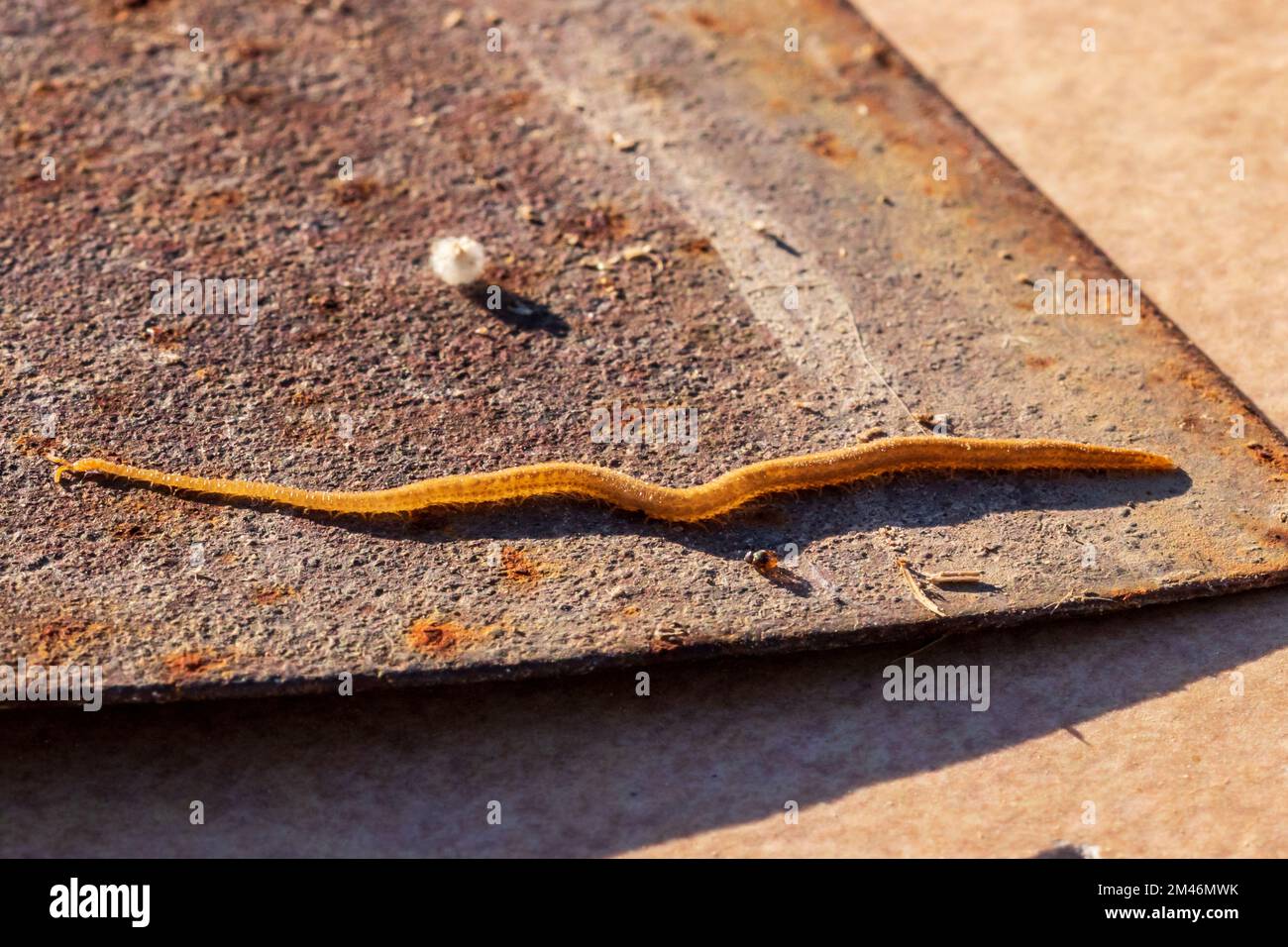 Geophilus osquidatum, Compost Centipedes Stock Photo