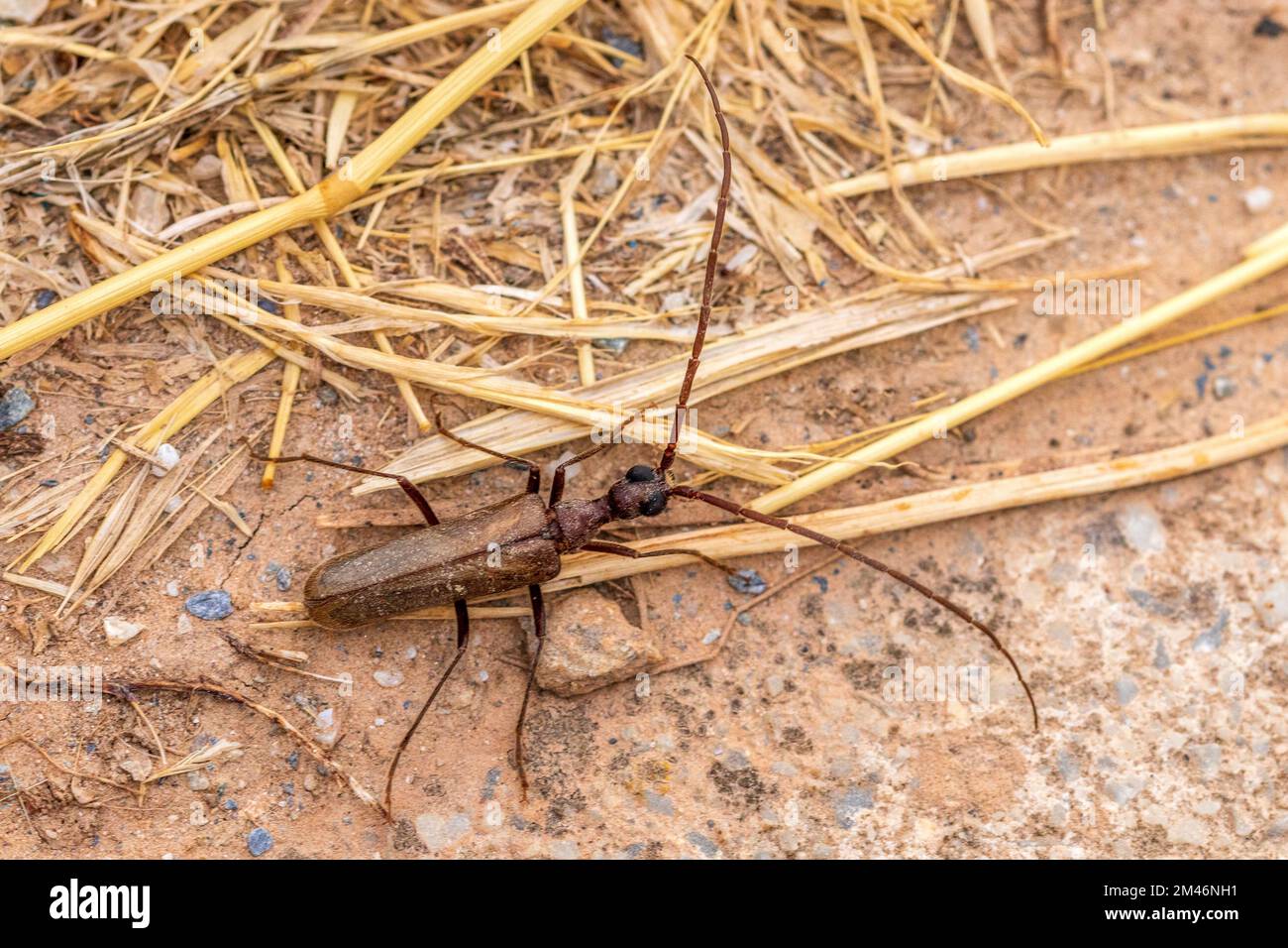 Vesper Insect Beetle vesperidae hi-res stock photography and images - Alamy