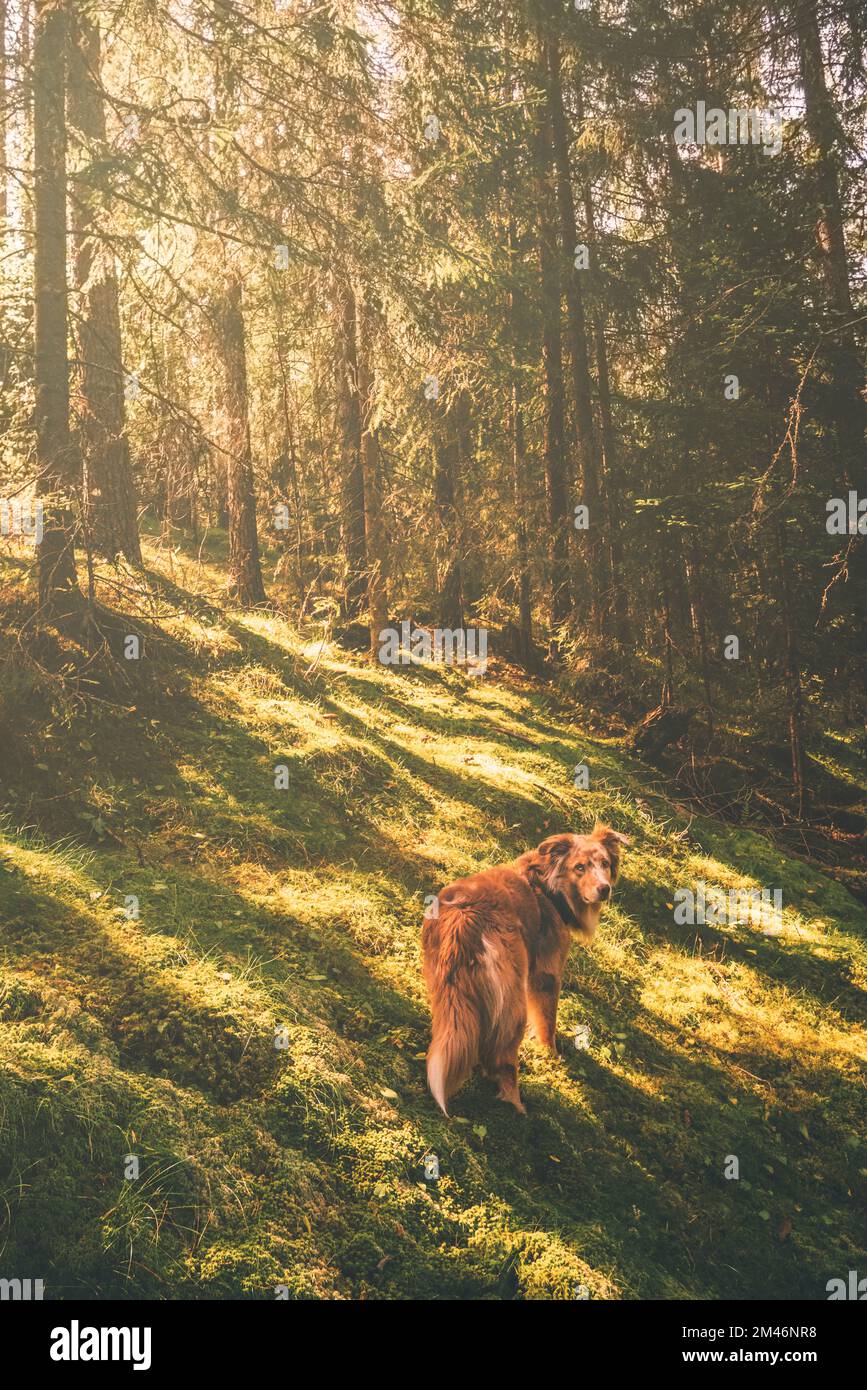 Dog standing in forest Stock Photo Alamy