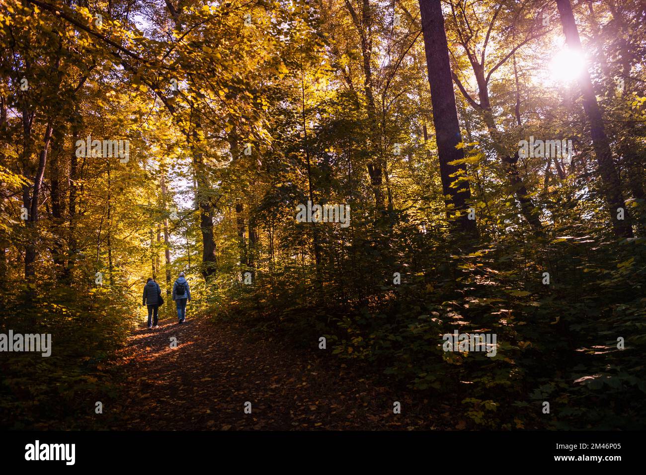 People walking in autumn forest Stock Photo