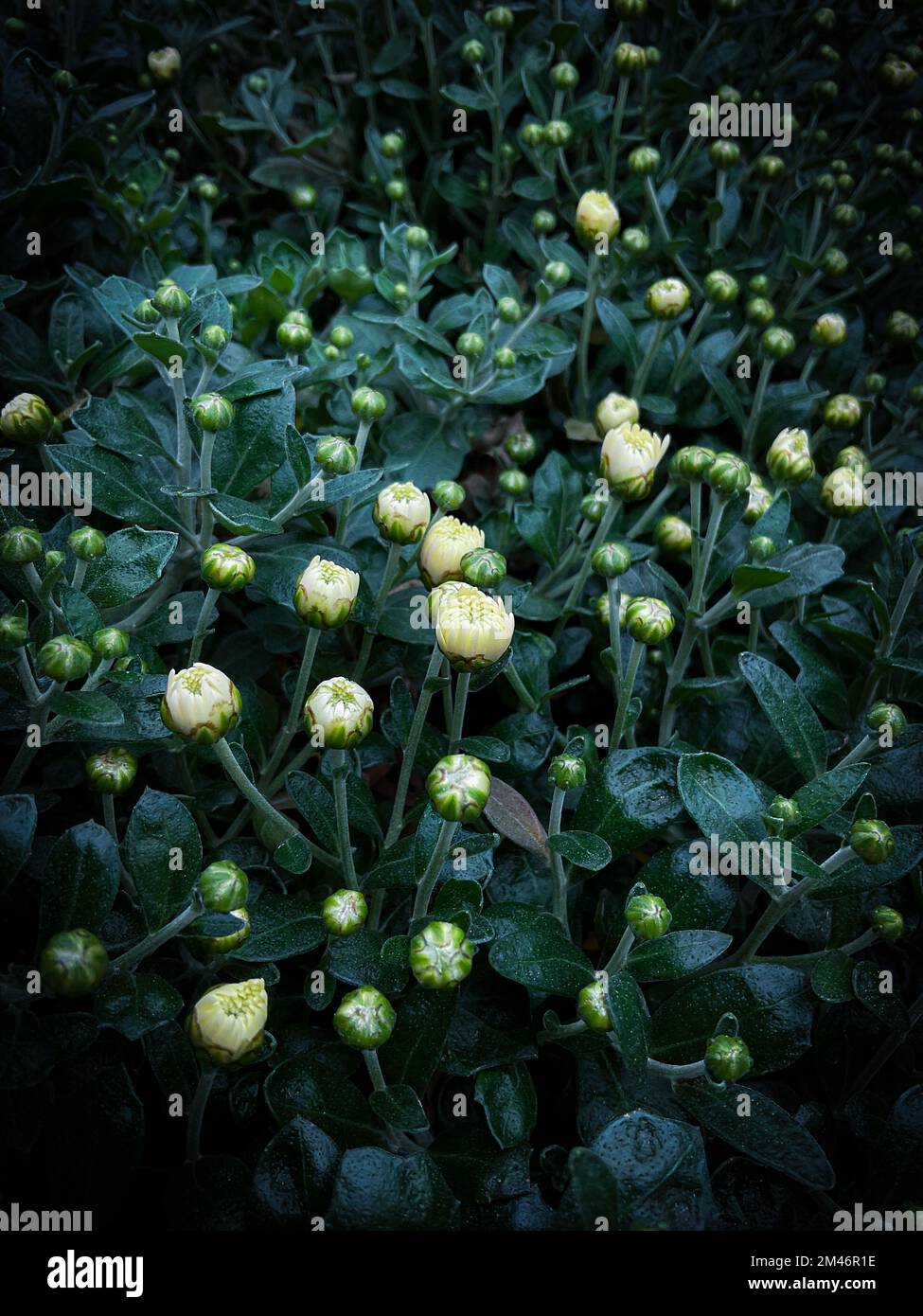 Chrysanthemum buds hires stock photography and images Alamy