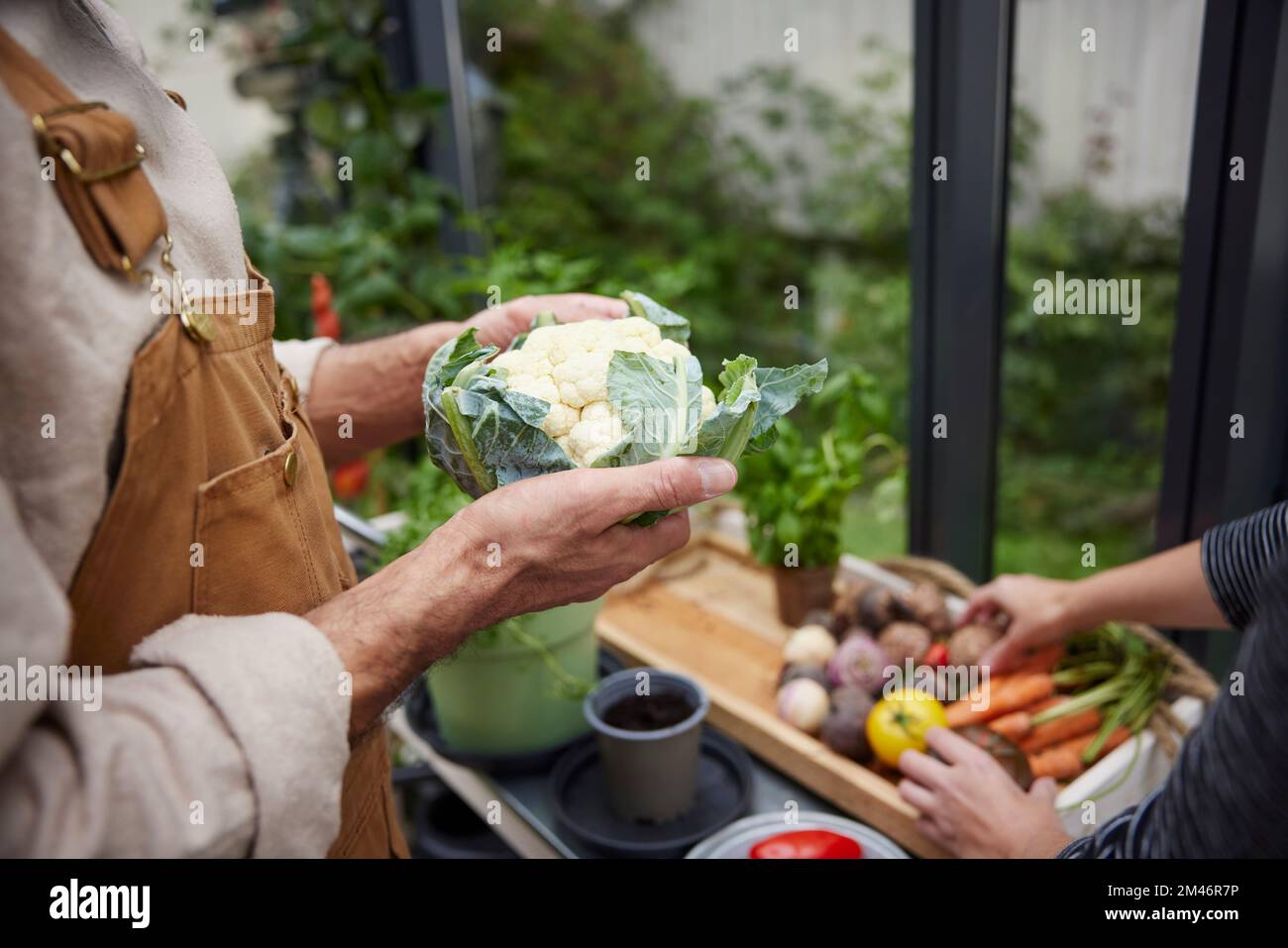 Hands holding cauliflower Stock Photo Alamy