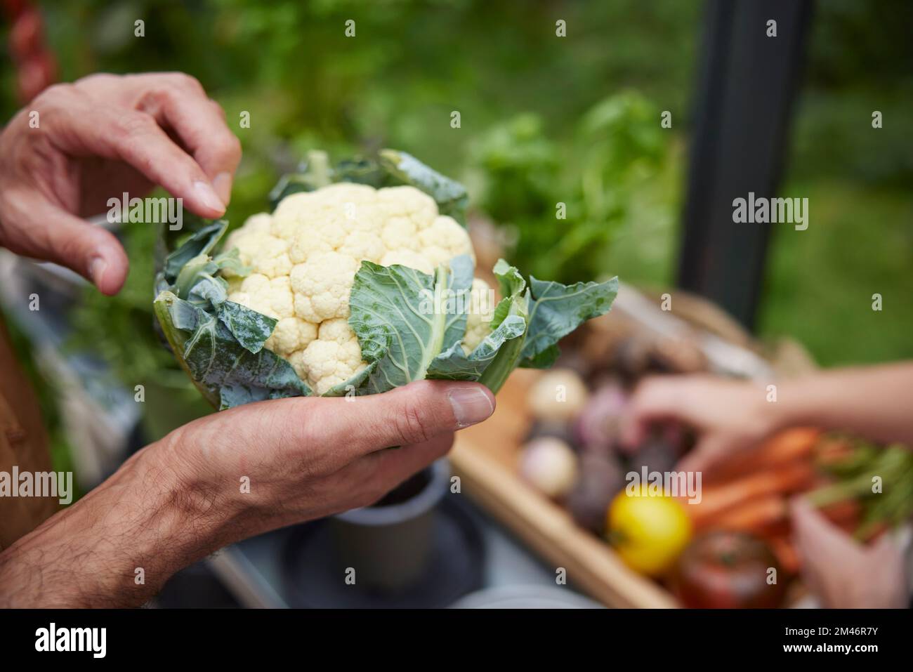Hands holding cauliflower Stock Photo Alamy