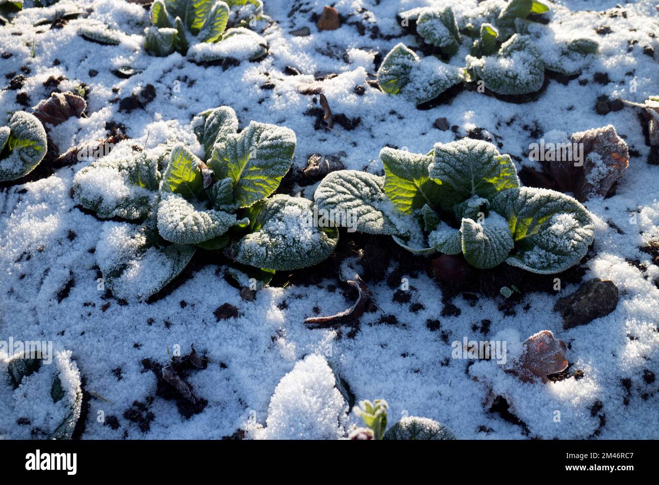 Primrose bedding plants in winter with snow, UK Stock Photo Alamy