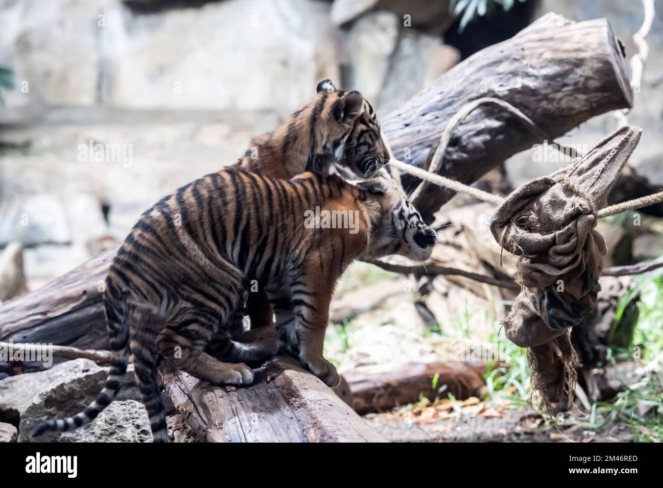 Berlin Zoo Baby Tiger Stock Photo - Download Image Now - Retro