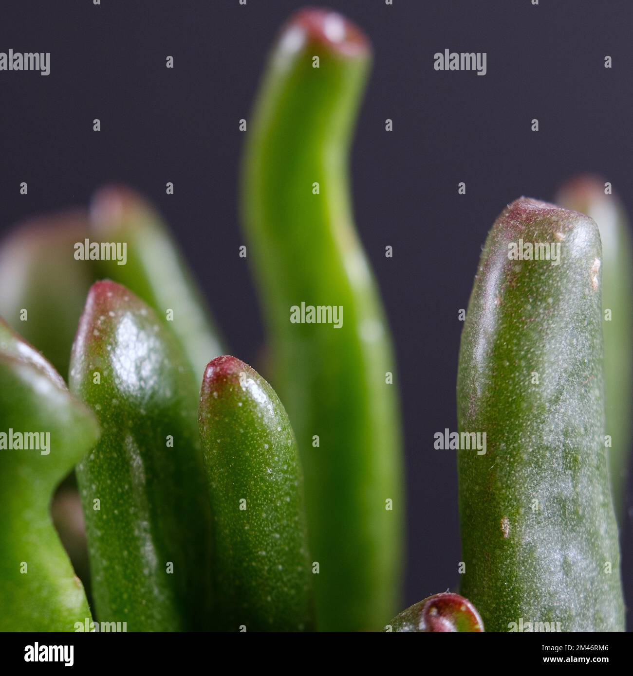 Crassula cv. Gollum, commonly known as jade plant, lucky plant, money plant or money tree Stock Photo