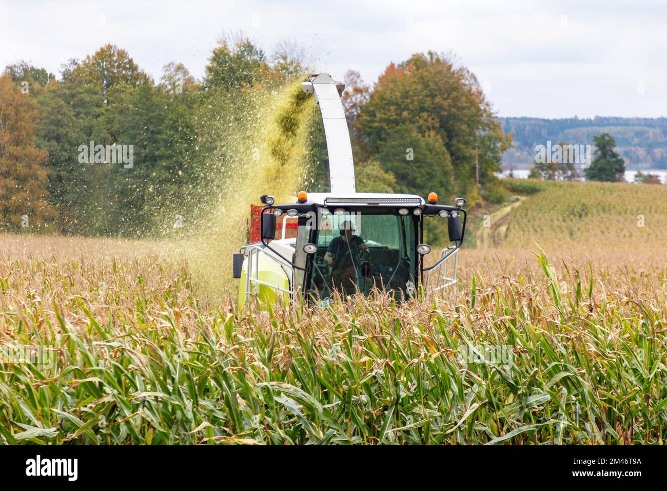 Combine harvester working in corn field Stock Photo