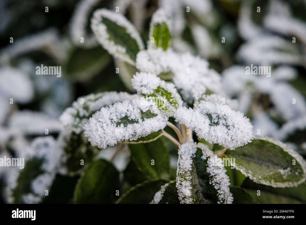 Frost and ice crystals on Brachyglottis (Dunedin Group) 'Sunshine' a silver leaved plant in a garden in cold weather low winter temperatures in Surrey Stock Photo