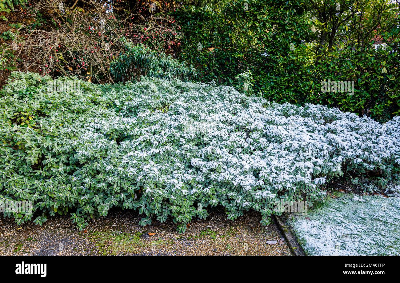 Frost and ice crystals on Brachyglottis (Dunedin Group) 'Sunshine' a silver leaved plant in a garden in cold weather low winter temperatures in Surrey Stock Photo