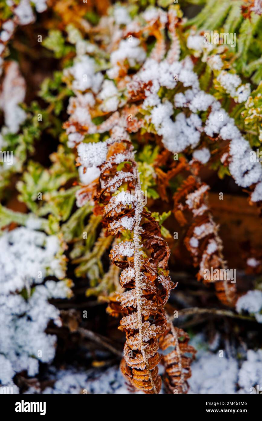 Frost and ice crystals on Tatting Fern fronds (Athyrium Filix-Femina Frizelliae) in a garden during cold weather and low winter temperatures in Surrey Stock Photo