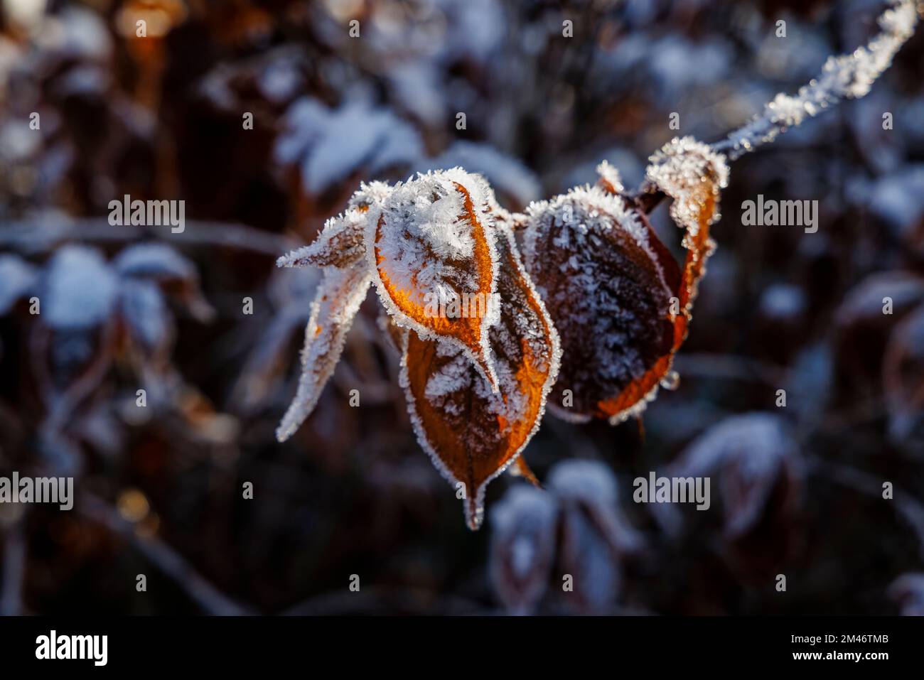 Frost and ice crystals on brown Weigela leaves in a garden during very