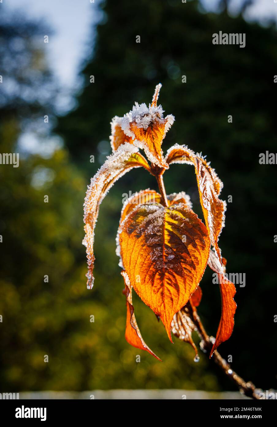Frost and ice crystals on brown Weigela leaves in a garden during very