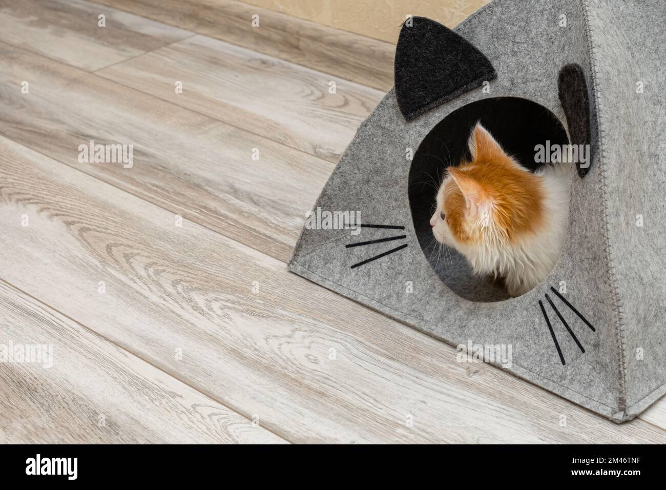 little kitten sits in a cat house. kitten in a cat house. cat peeking