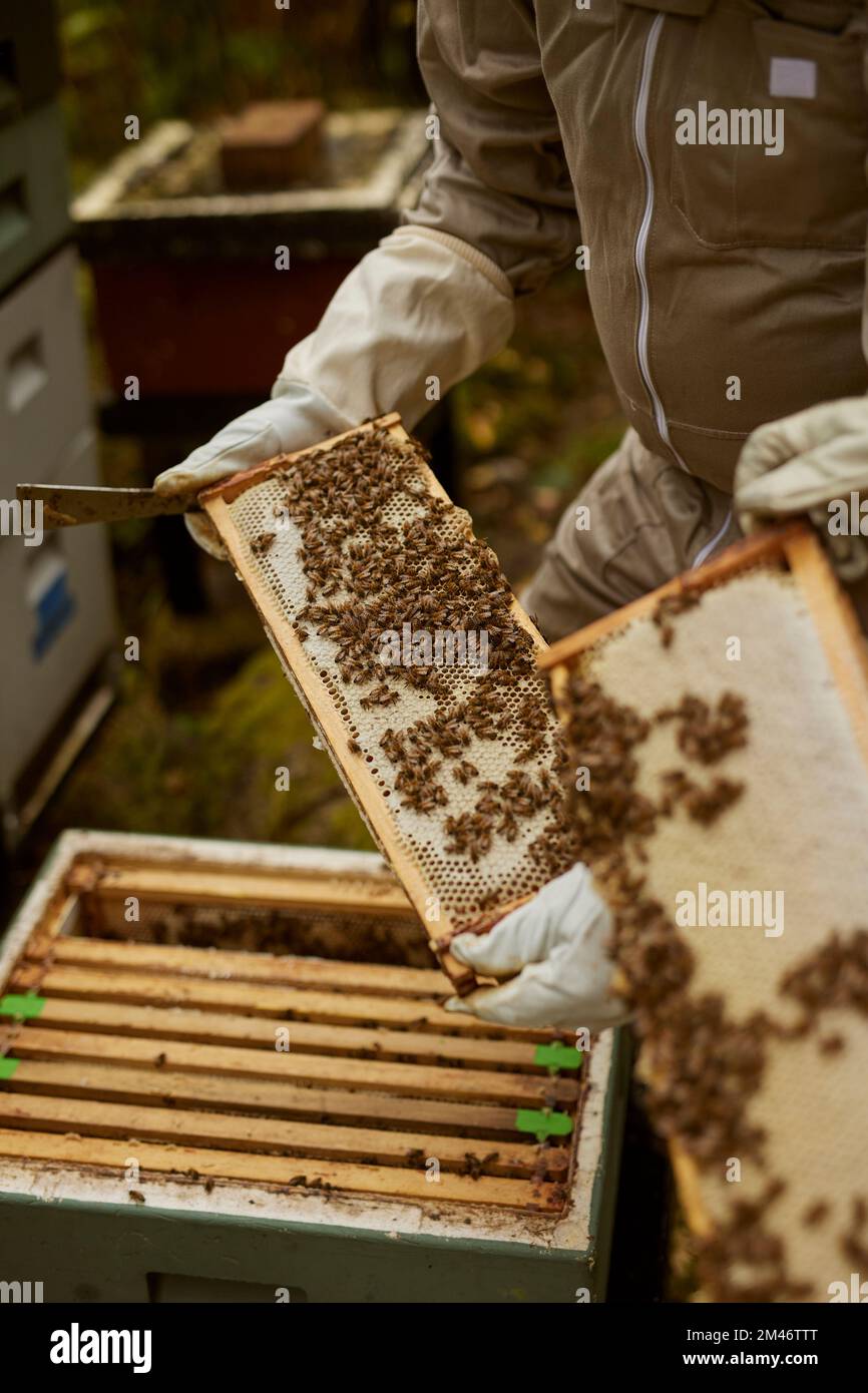 Beekeepers during work Stock Photo Alamy