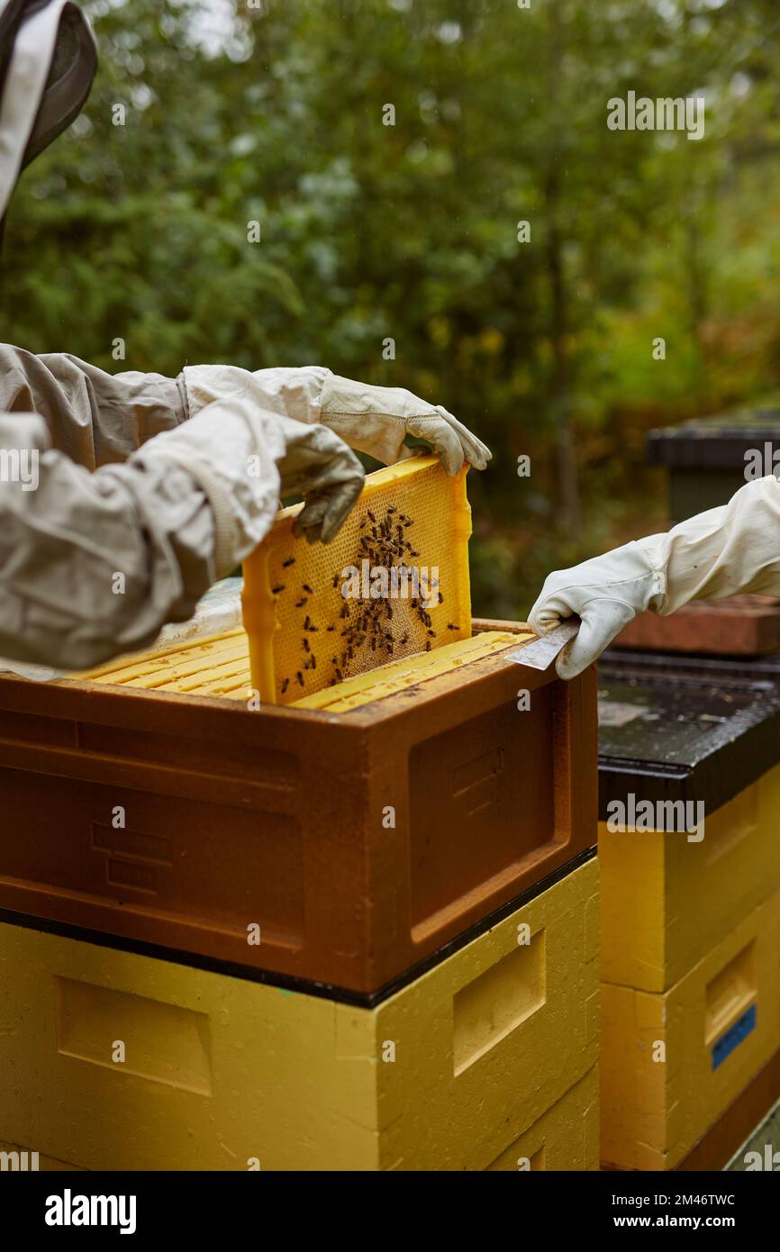Beekeepers during work Stock Photo Alamy