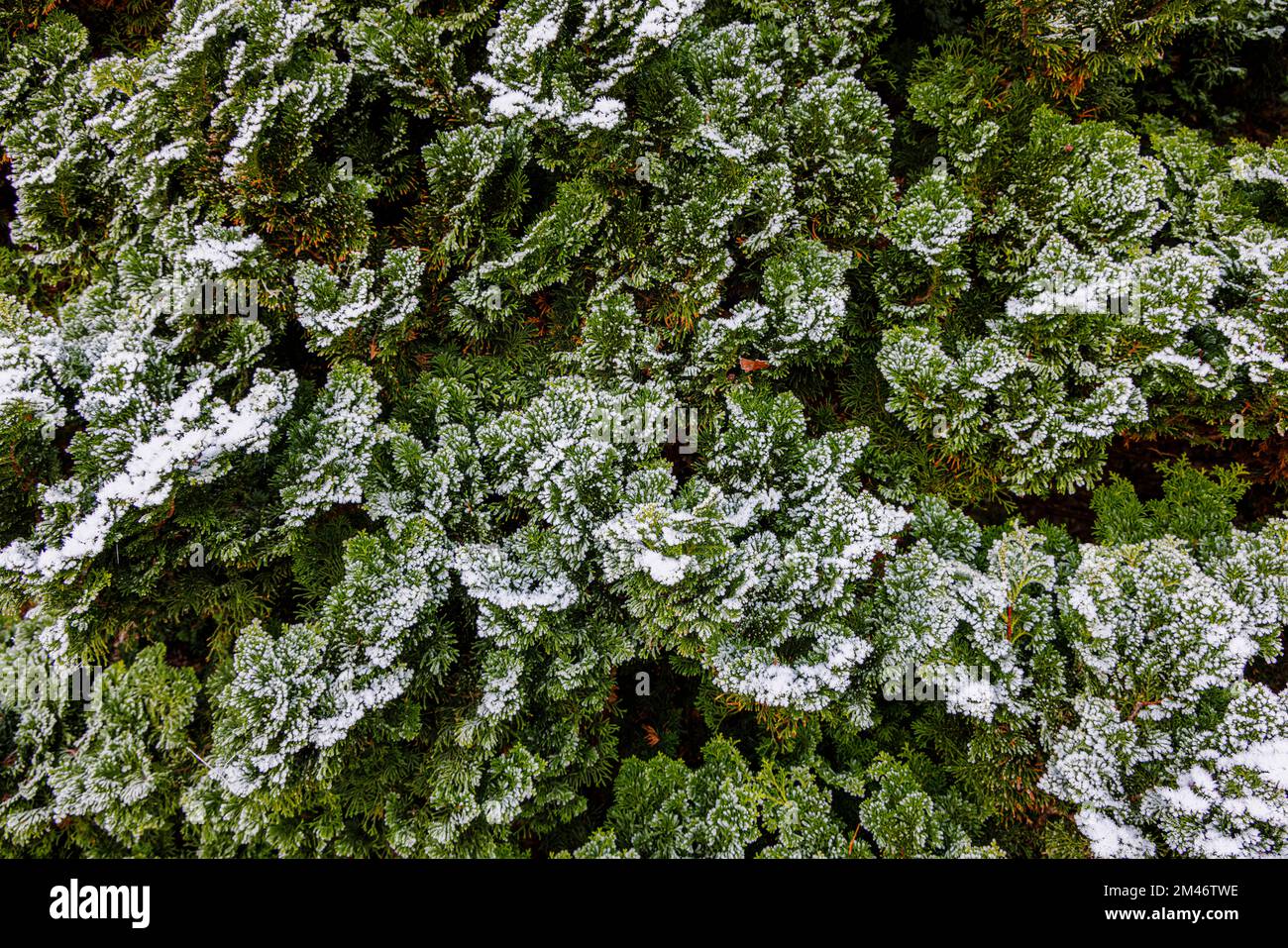 Frost and ice crystals on branches of an evergreen conifer tree  in a garden during very cold weather and low winter temperatures in Surrey, UK Stock Photo
