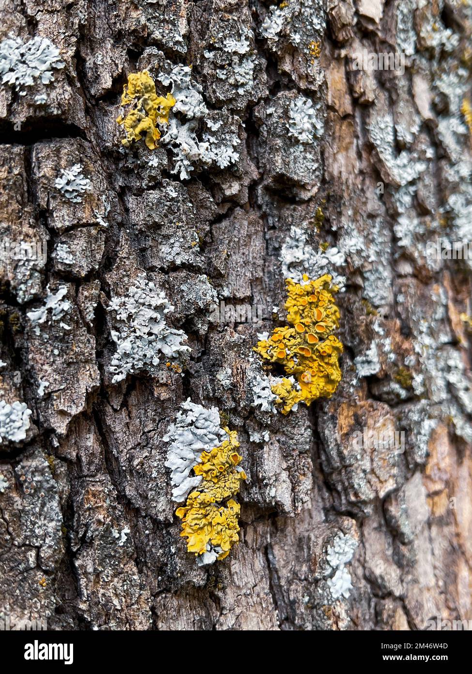 Decayed tree log hi-res stock photography and images - Alamy
