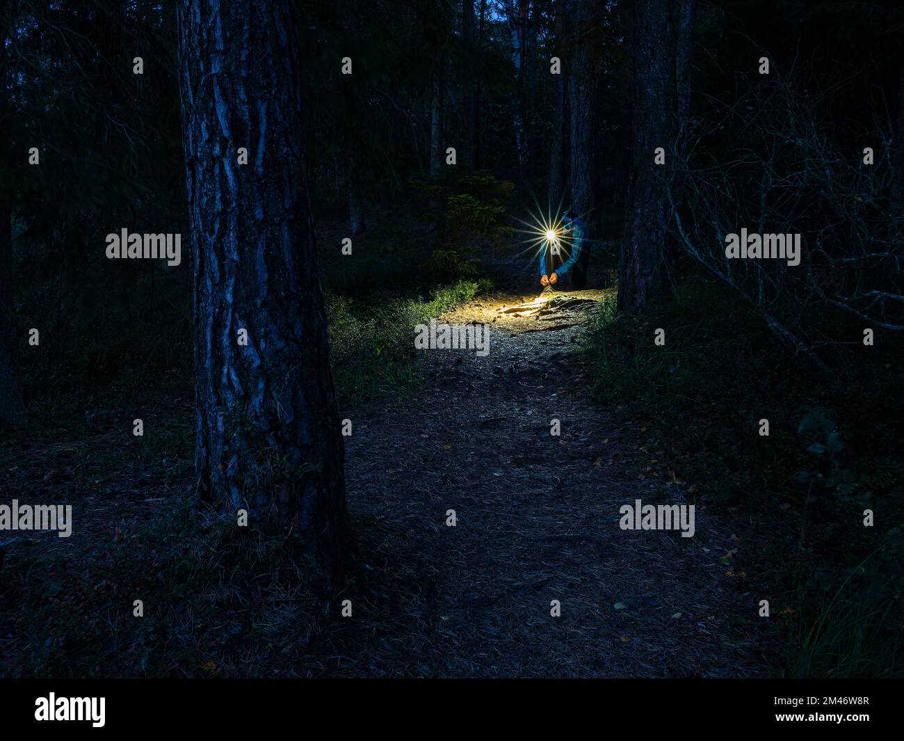 Person with flashlight in forest Stock Photo Alamy