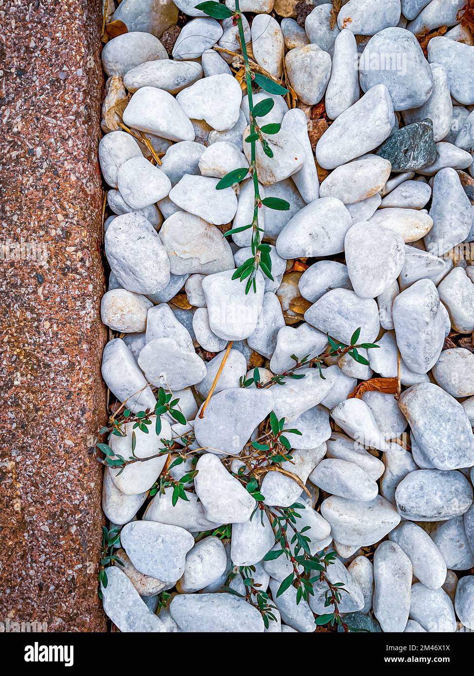 White pebbles texture and background, Decorative stone Stock Photo Alamy