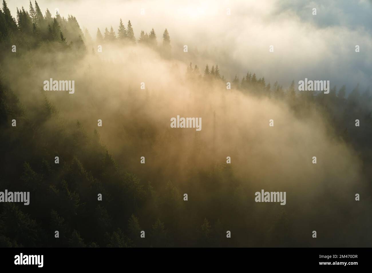 Aerial view of foggy evening over dark pine forest trees at bright ...