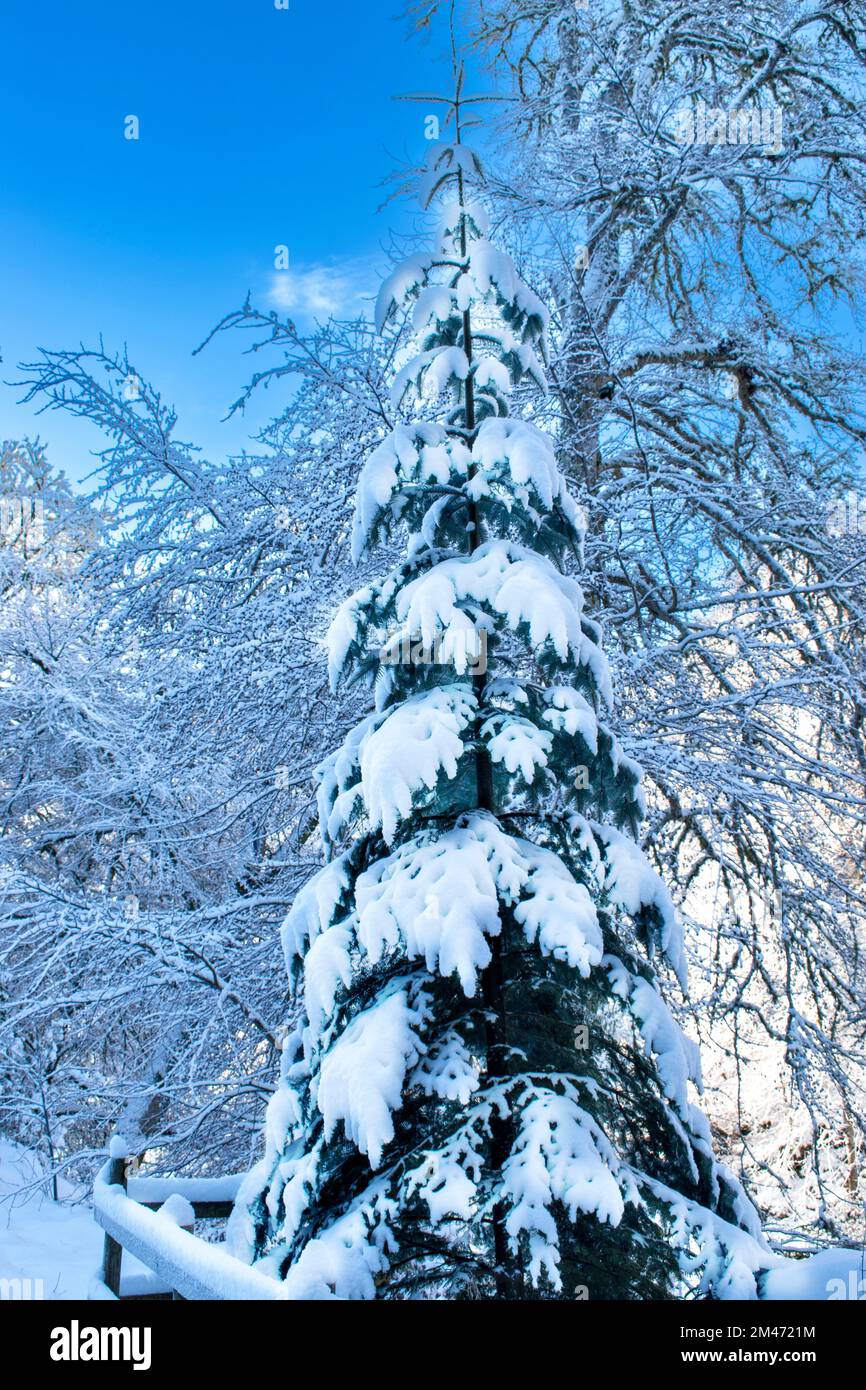 Fir tree covered in a fresh fall of heavy snow Stock Photo