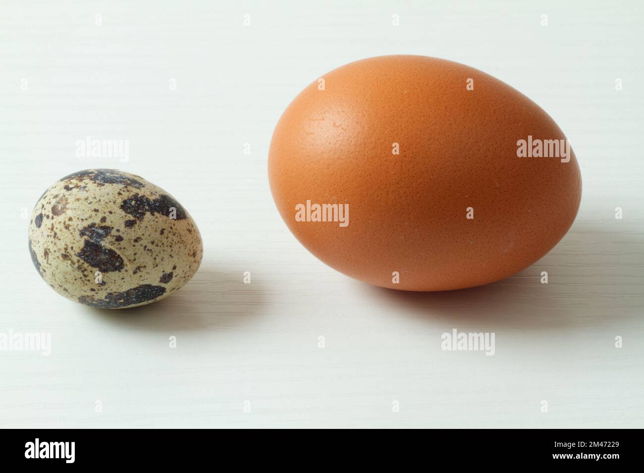 A quail egg and a chicken egg side by side on a white background Stock Photo