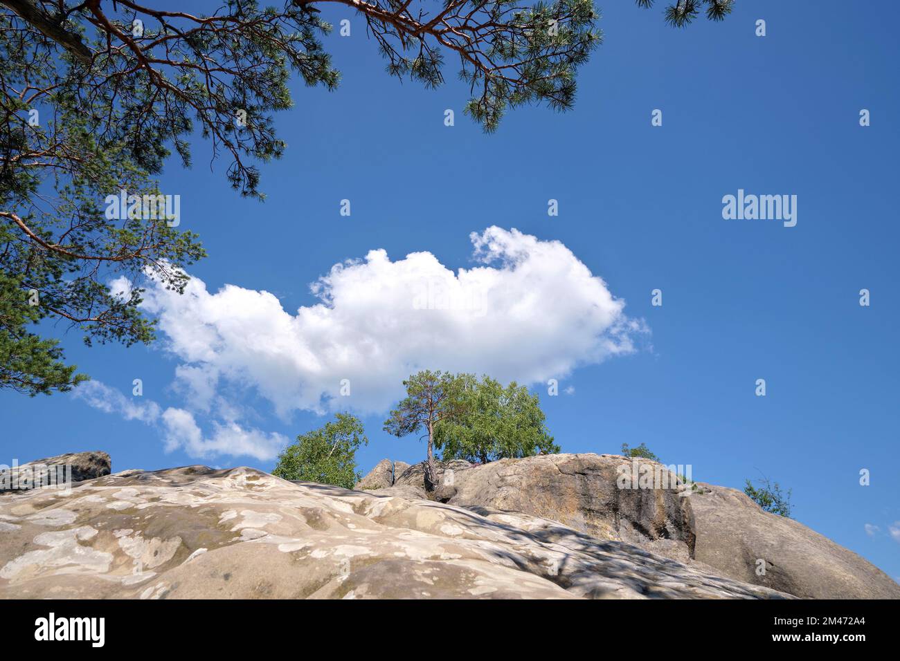 Big old pine tree growing on rocky mountain top under blue sky on ...