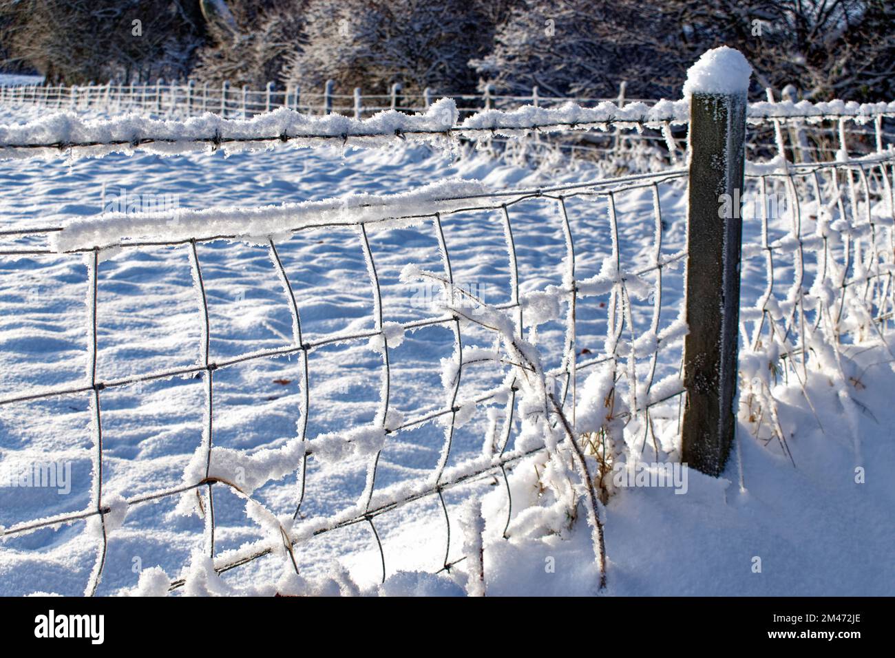Winter light and deep snow on a field and the barbed wire fence Stock ...