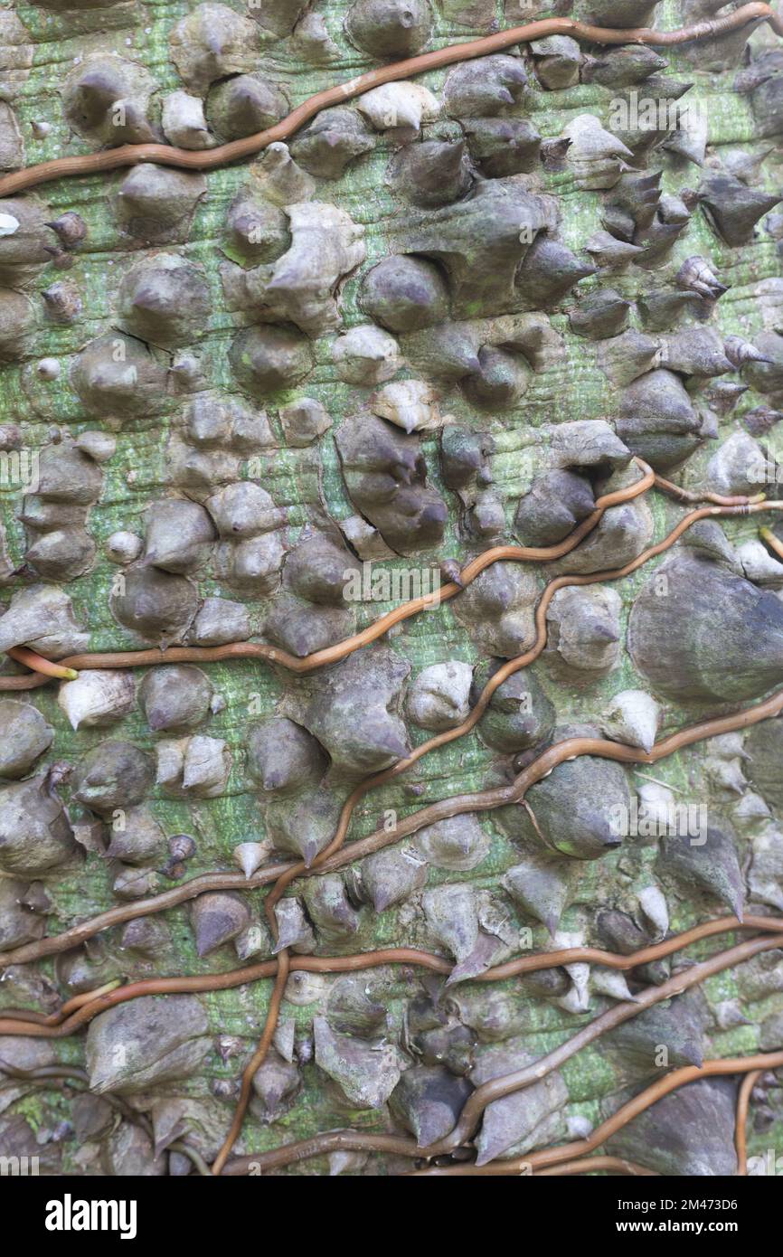 Close up of vines wrapped around a ceiba tree on its thorny trunk Stock ...