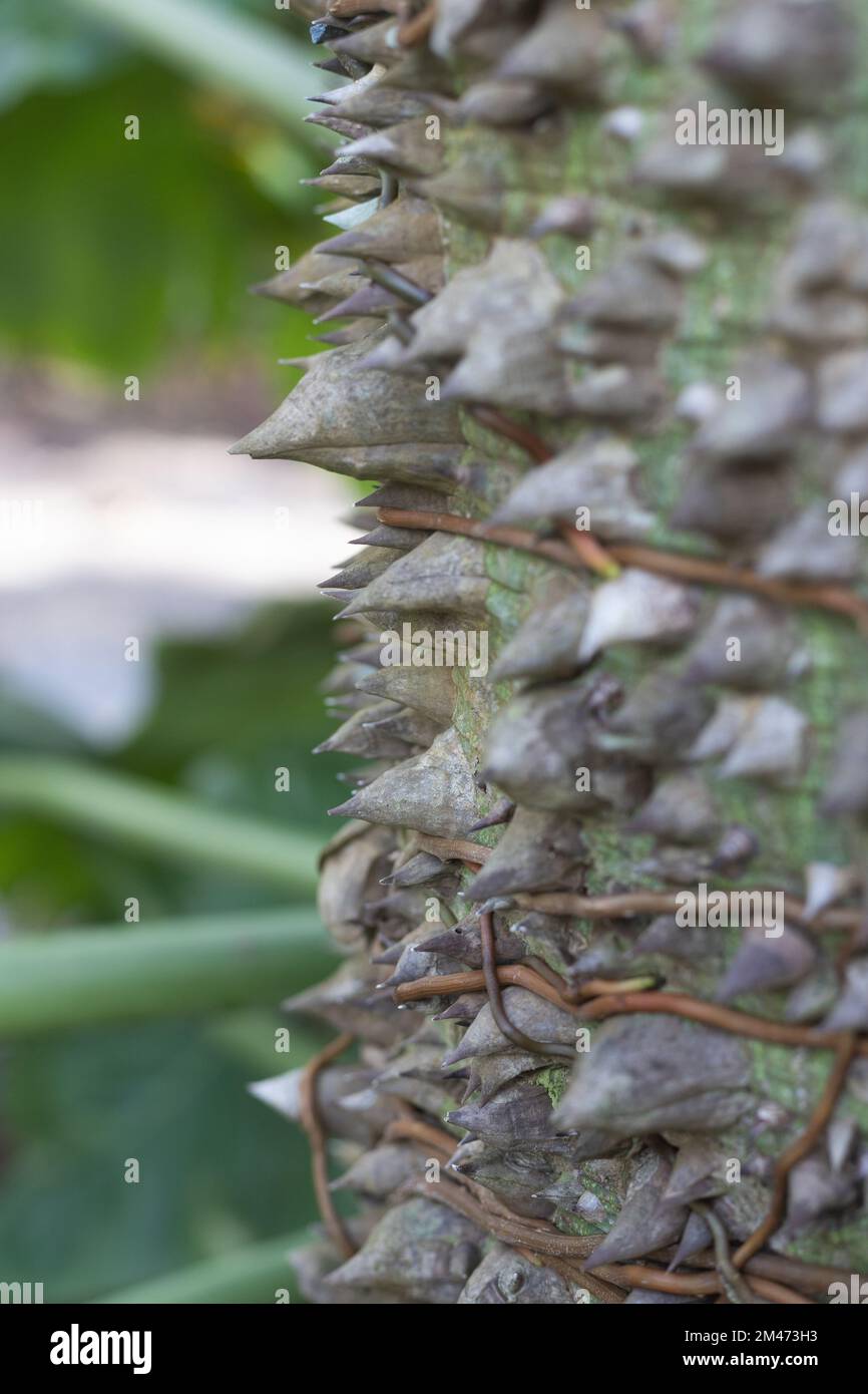 Close up of vines wrapped around a ceiba tree on its thorny trunk Stock ...