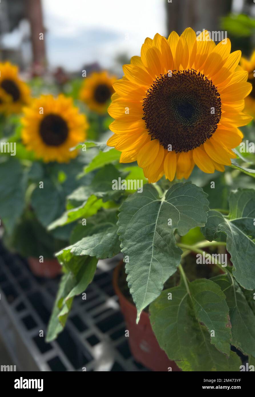 A vertical closeup shot of sunflowers planted in the pots Stock Photo ...