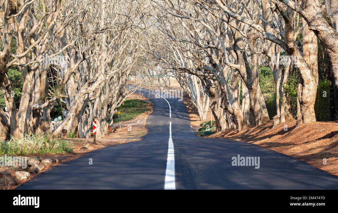 Residential Tree Lined Road with New Asphalt White Line Scenic diminishing landscape Photograph. Stock Photo