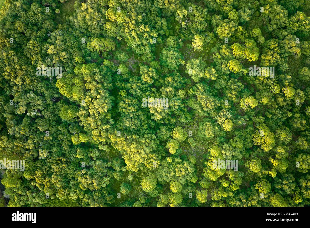 Top down flat aerial view of dark lush forest with green trees canopies