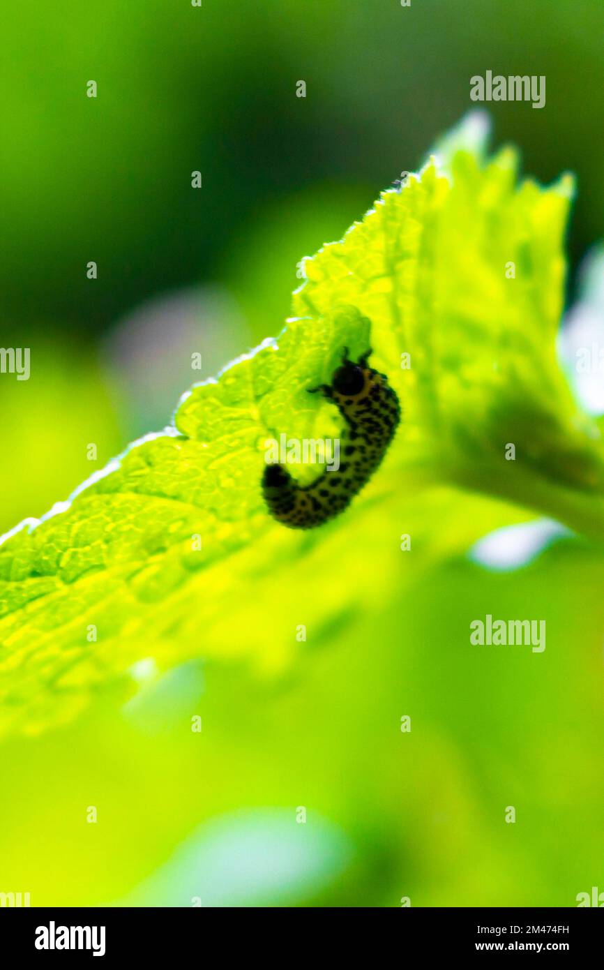 Small green caterpillar eats foliage leaf in Leherheide Bremerhaven Bremen Germany. Stock Photo