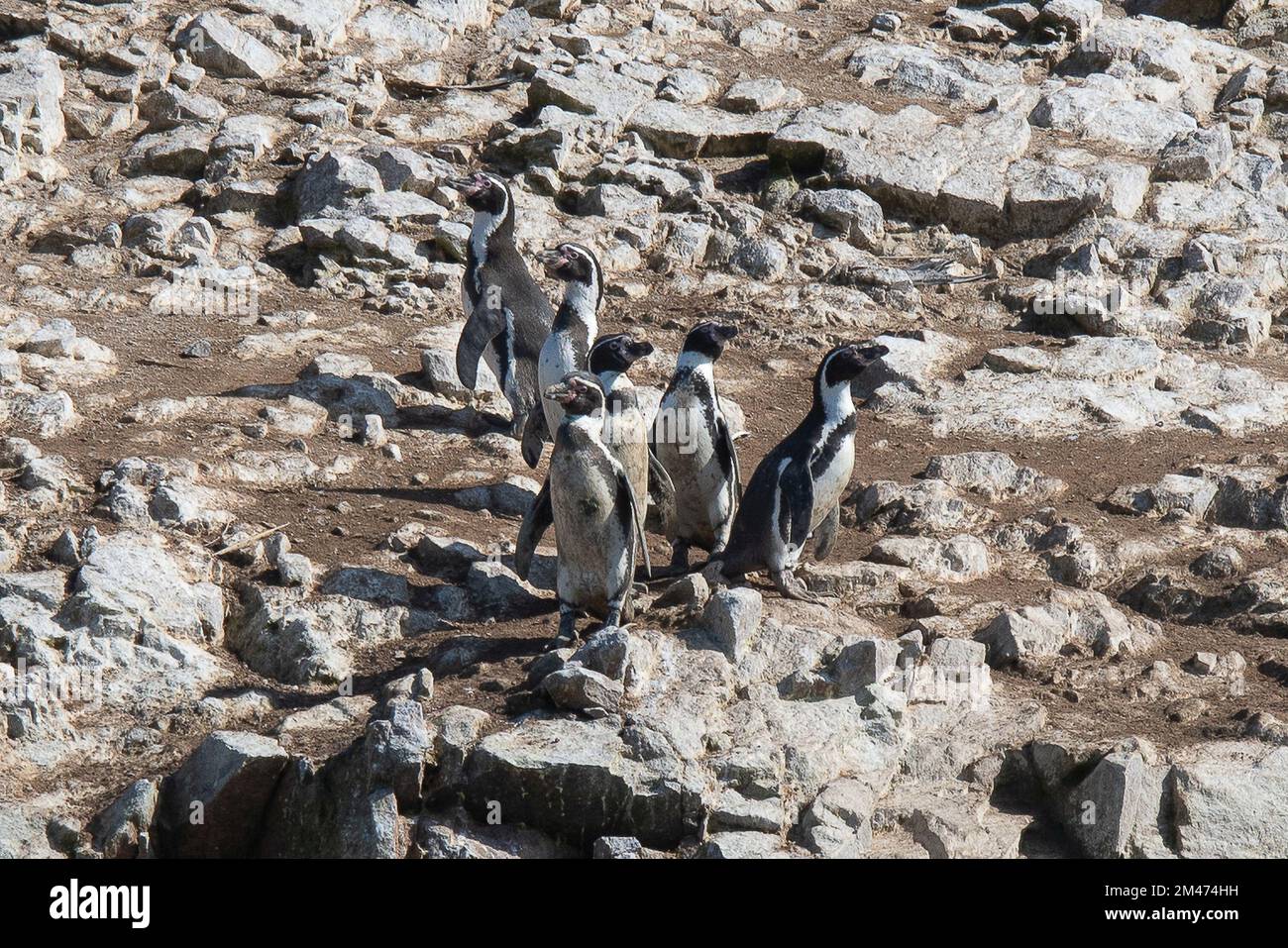 The Humboldt penguin (Spheniscus humboldti) is a flightless bird