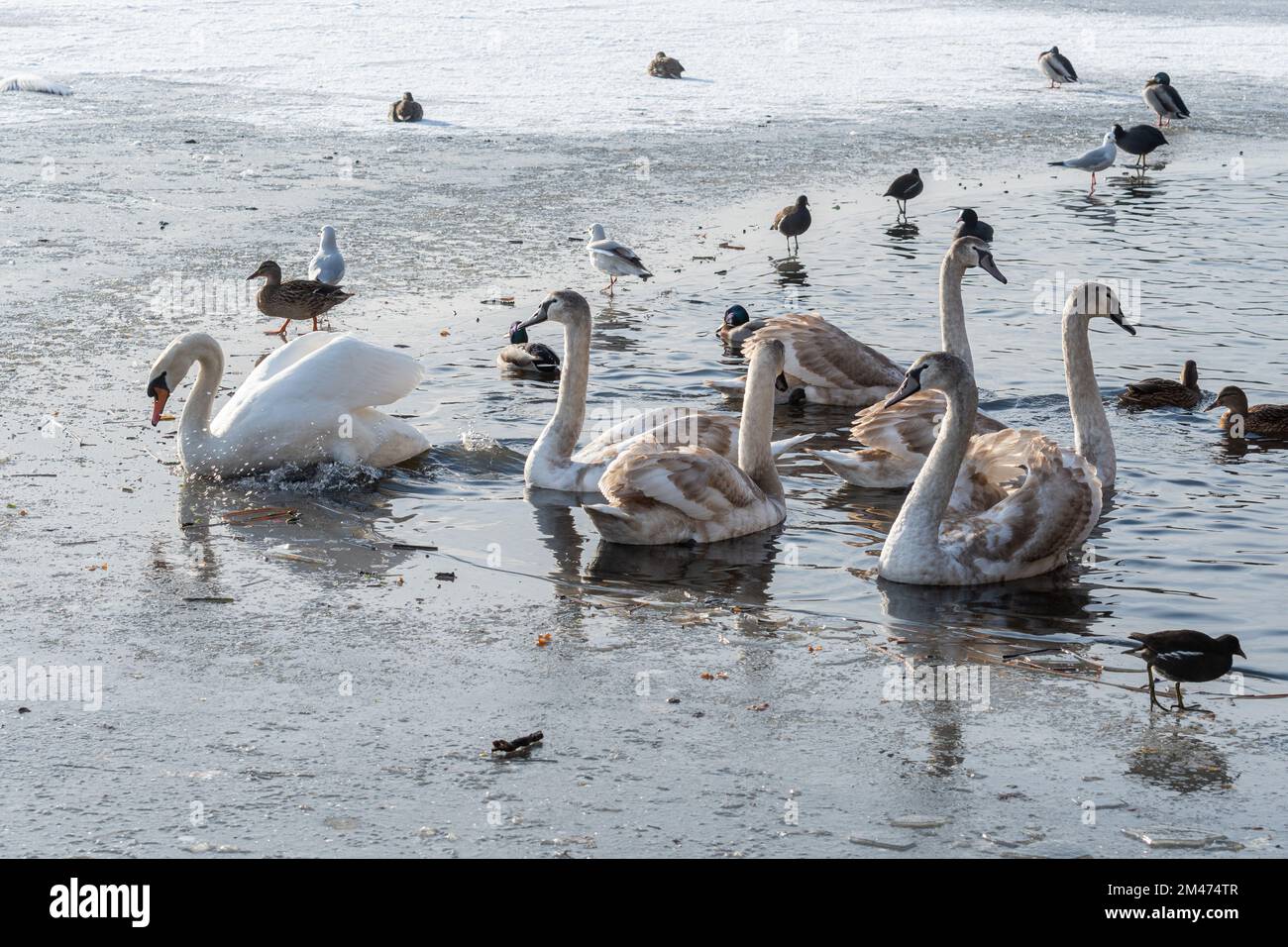 Swans, ducks and wildfowl in winter aggregating in an area of open water on a mostly frozen lake, Fleet Pond, Hampshire, England, UK Stock Photo