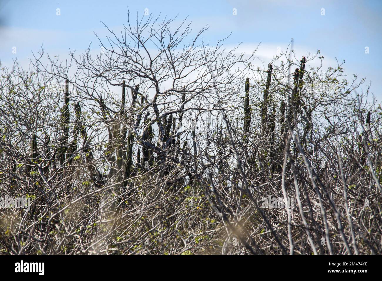 Candelabra cactus (Jasminocereus thouarsii). Photographed on Floreana Island, Galapagos Islands. Stock Photo