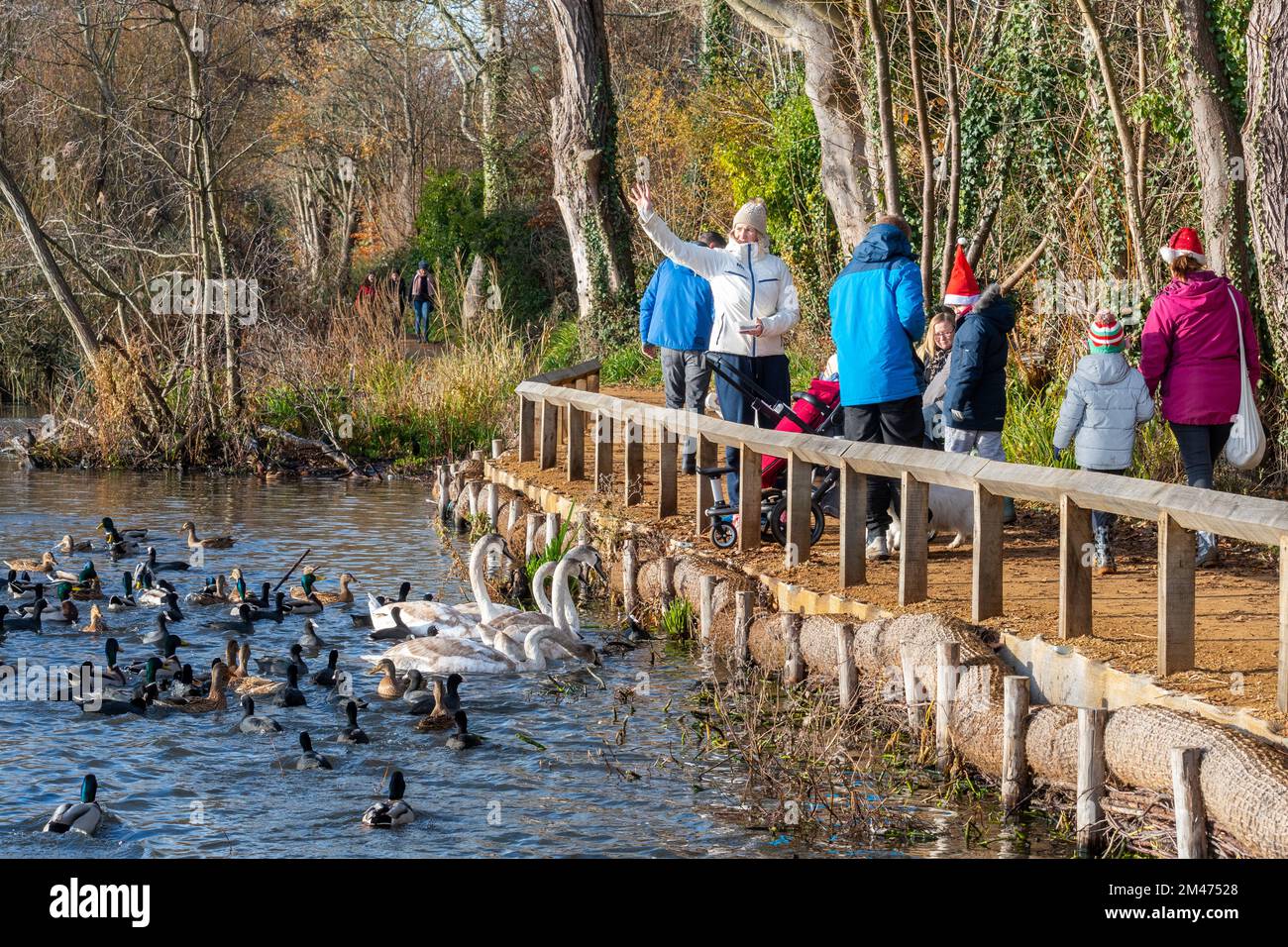 Families enjoying a winter walk around a frozen Fleet Pond feeding the ducks and swans and taking photos in December 2022, Hampshire, England, UK Stock Photo