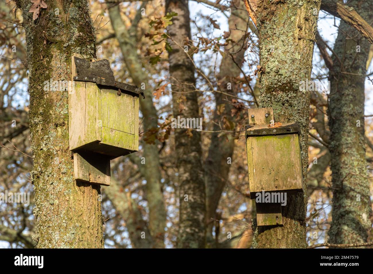 Bat boxes, two wooden bat boxes in trees for roosting bats, UK Stock