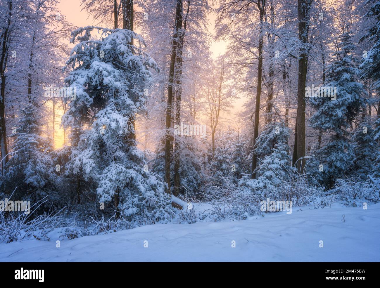 Snowy forest in beautiful winter at golden sunset. Nature Stock Photo