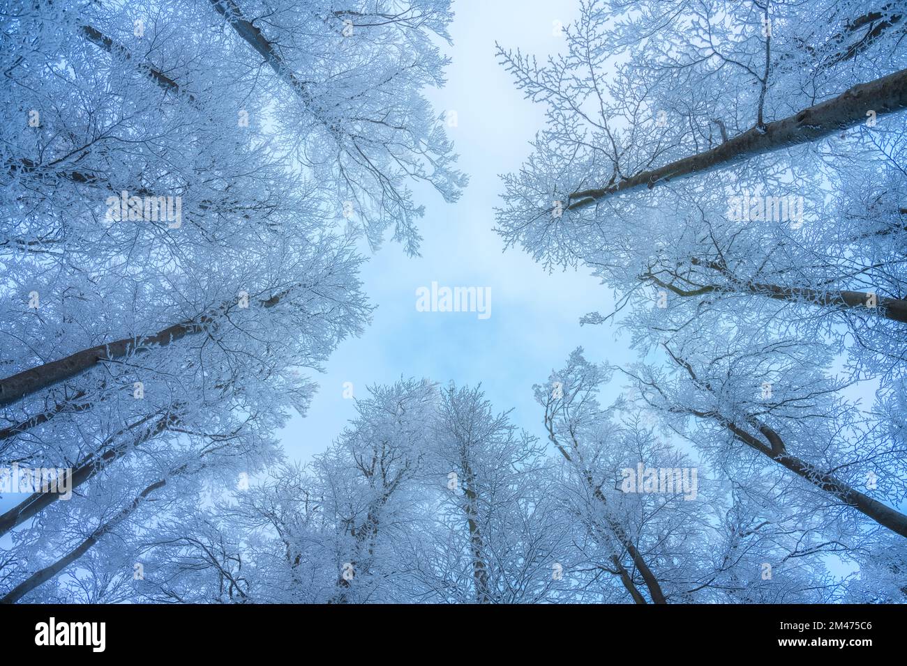 Snowy forest in amazing winter at sunset. Nature background Stock Photo