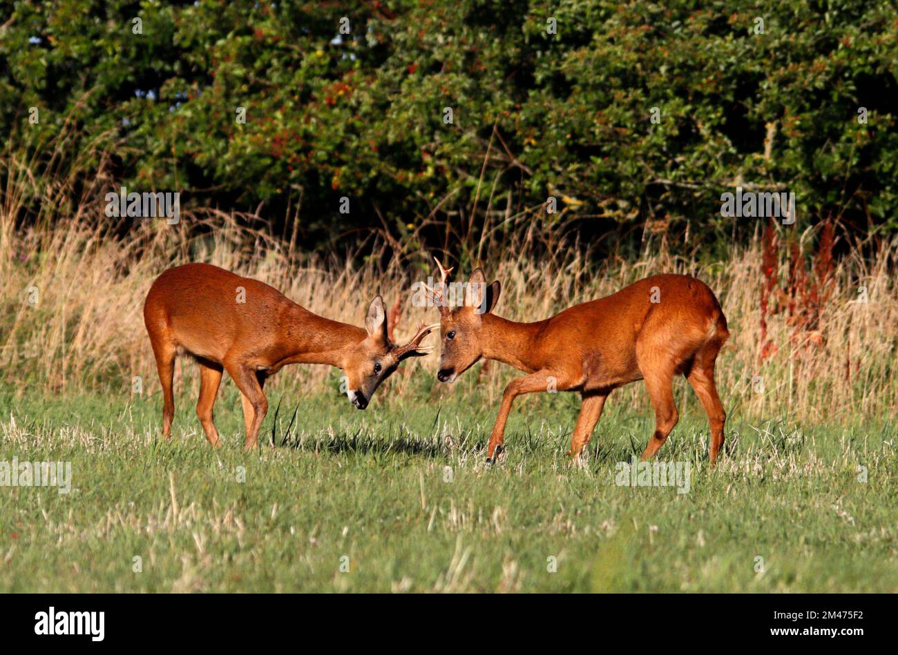 ROE DEER (Capreolus capreolus) bucks (males) fighting during the rutting season, Scotland, UK. Stock Photo