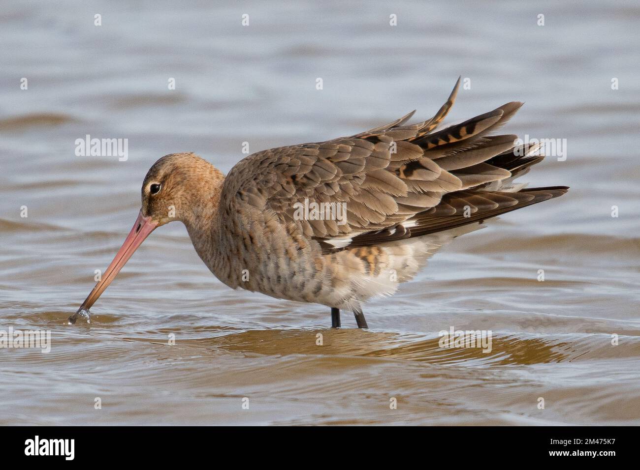 The black tailed godwit (Limosa limosa) is a large long legged long The black tailed godwit (Limosa limosa) is a large long legged long