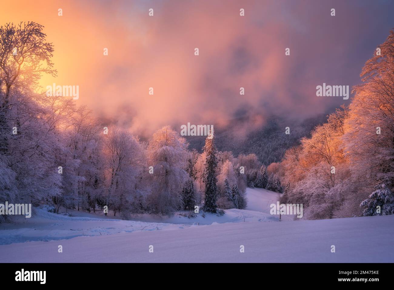 Snowy forest in hoar and pink low clouds in beautiful winter Stock Photo