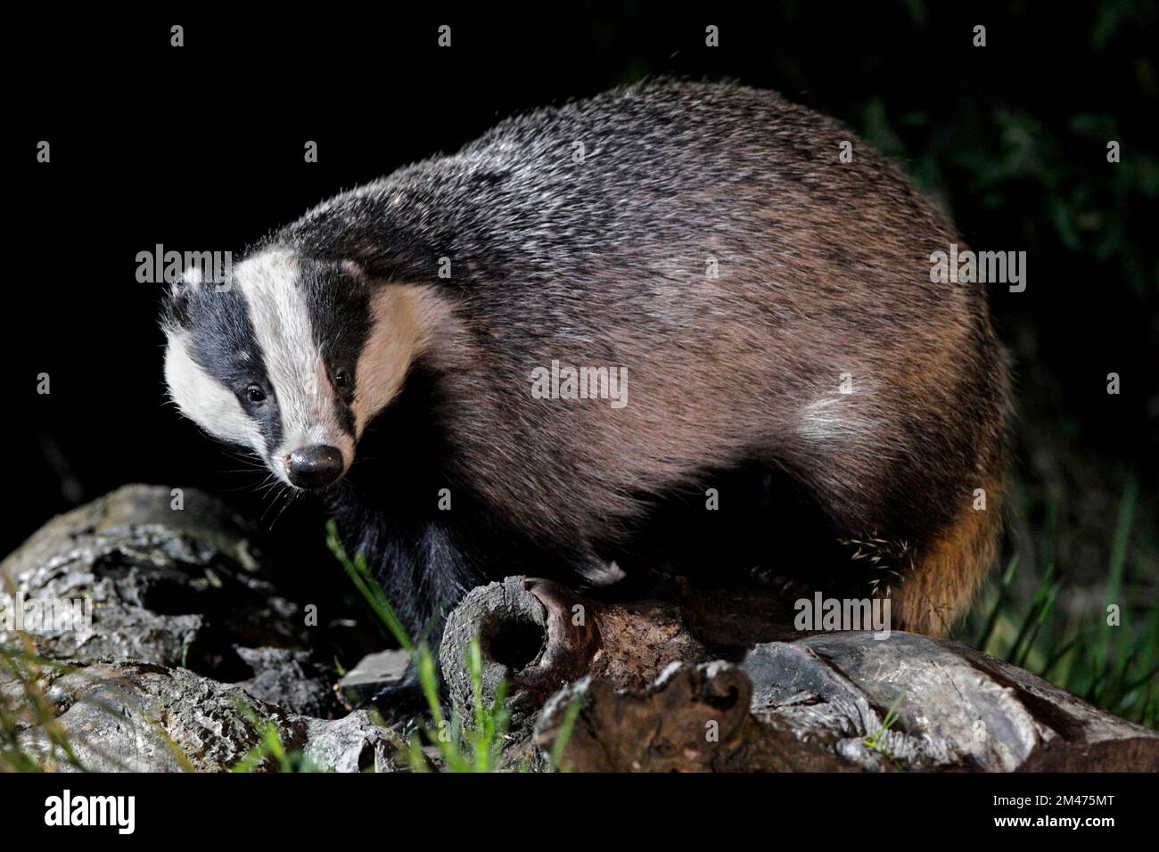 BADGER (Meles meles) standing on some logs whilst out foraging, UK. Stock Photo