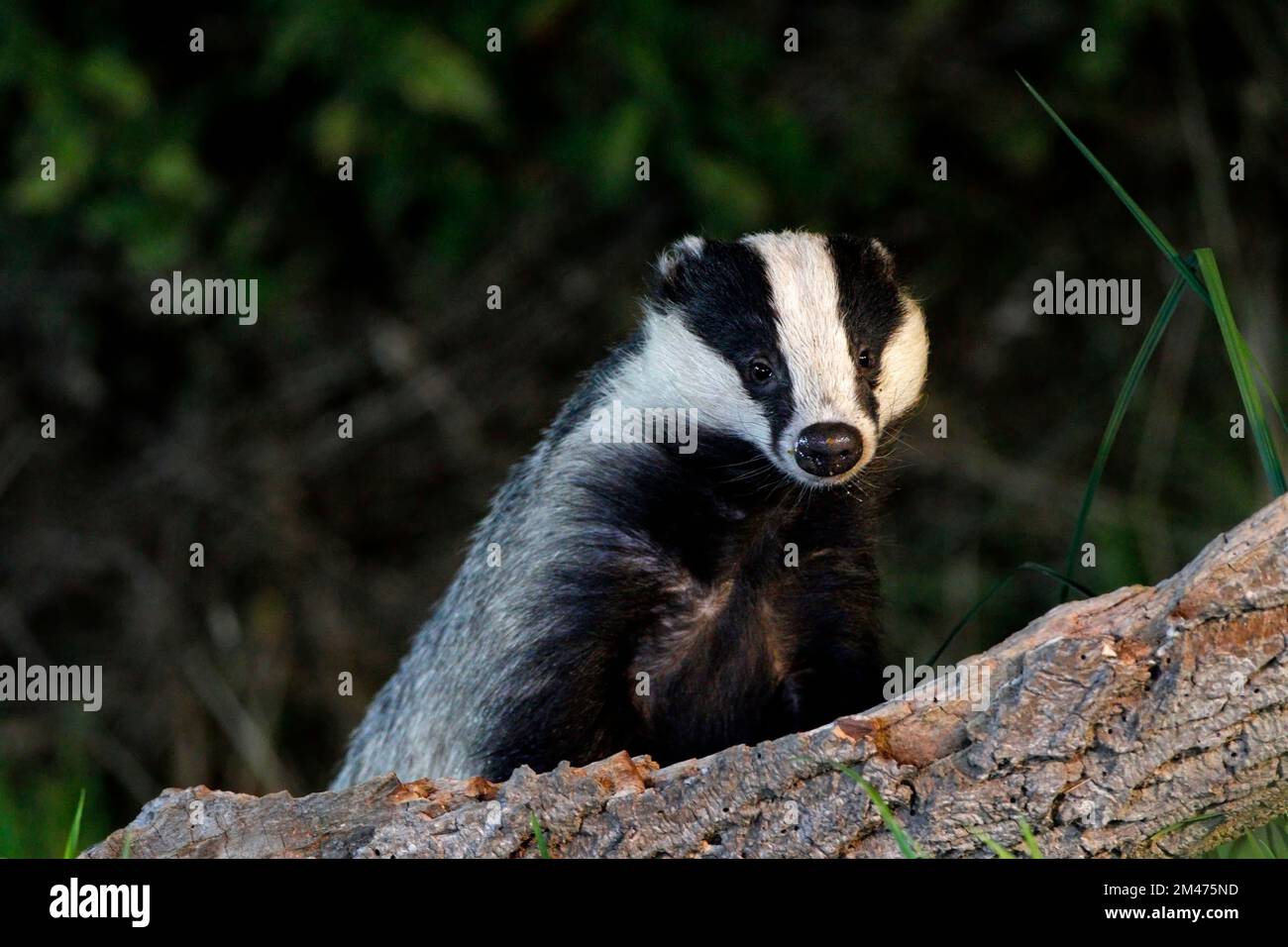 BADGER looking out from behind a log, UK. Stock Photo