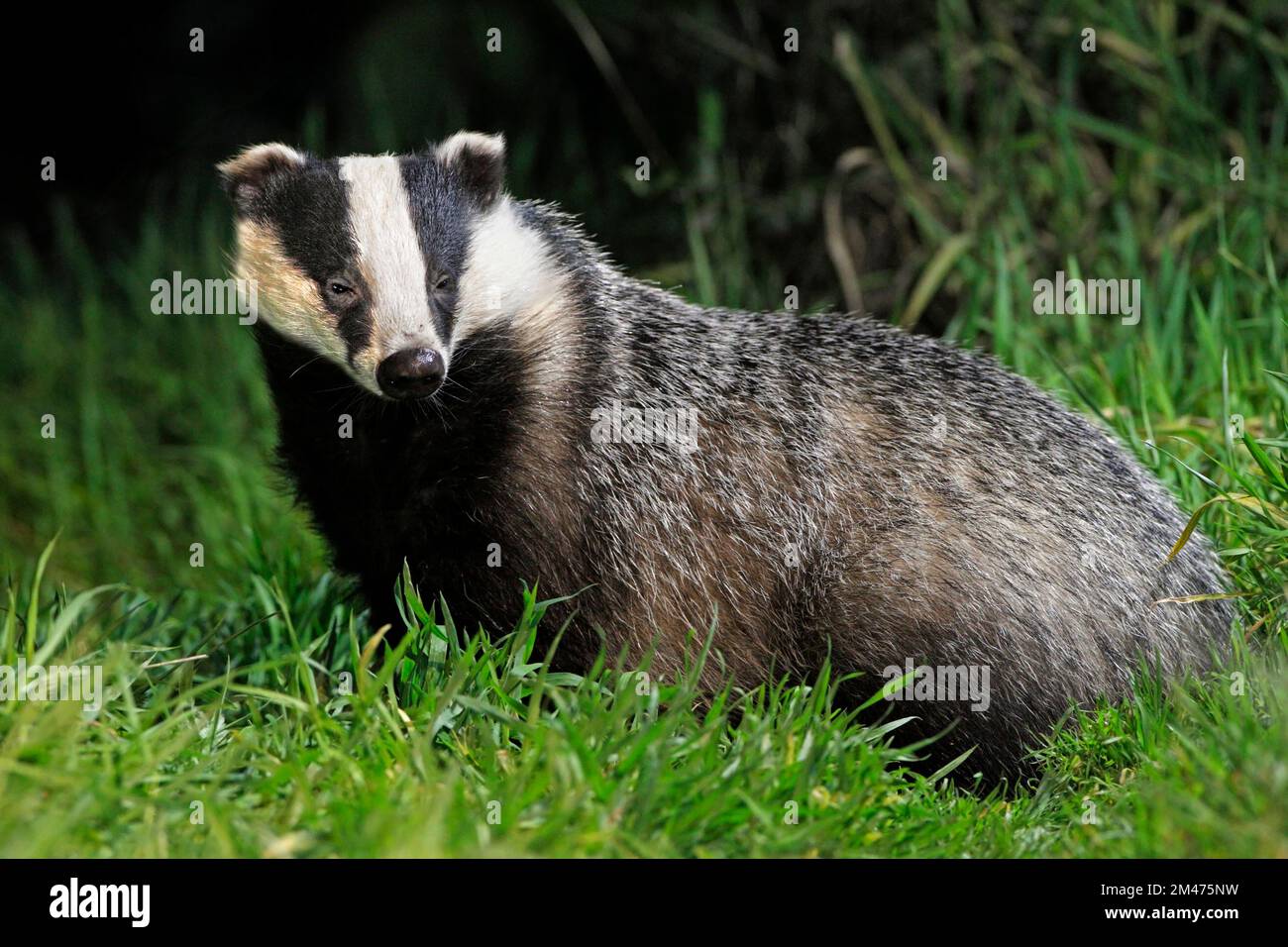 BADGER (Meles meles) out foraging, UK. Stock Photo