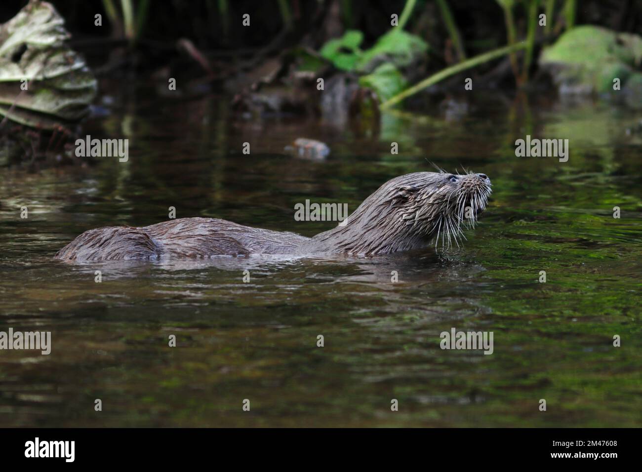 OTTER hunting fish in a river, UK. Stock Photo