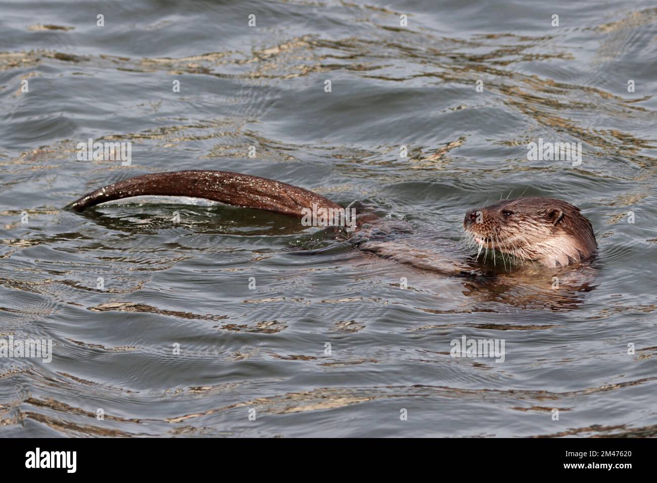 OTTER swimming in a harbour, UK. Stock Photo